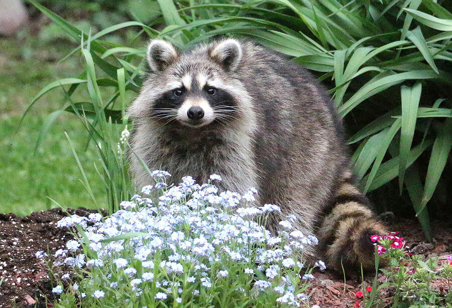 Do Raccoons Like Light?