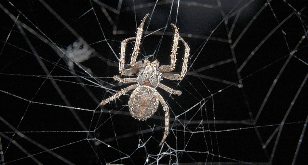 Are Spiders Attracted to Light?