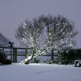 tree in a backyard illuminated with Christmas cold white lights, surrounded by snow.