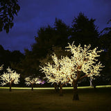 Yard trees illuminated with white Christmas lights