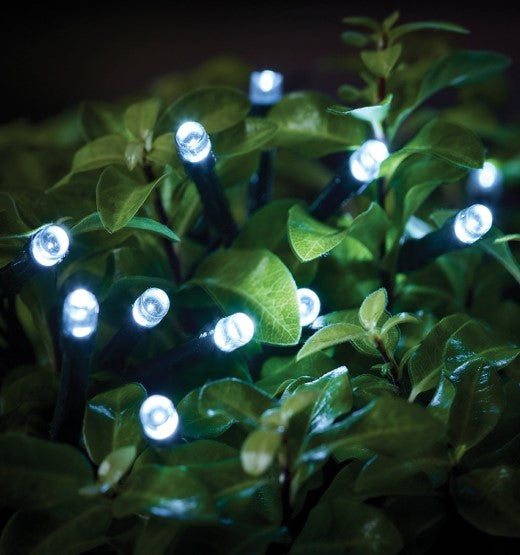 bright white LED string lights among leaves